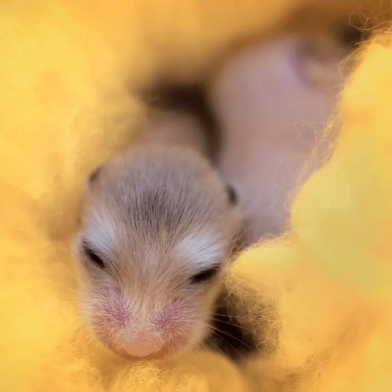 Can Hamsters Eat Cheese? Petrapedia