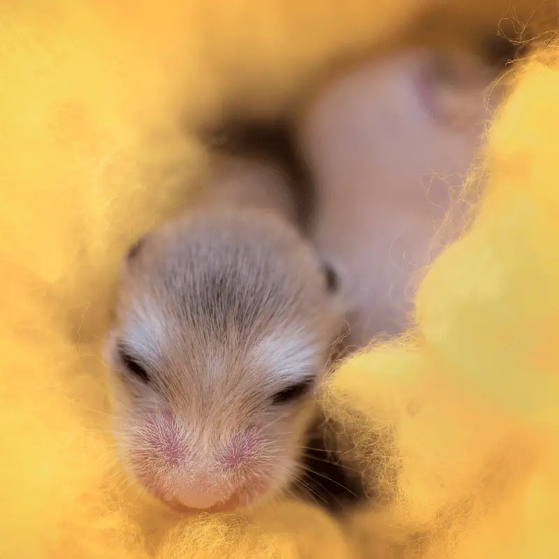 A baby hamster in bedding