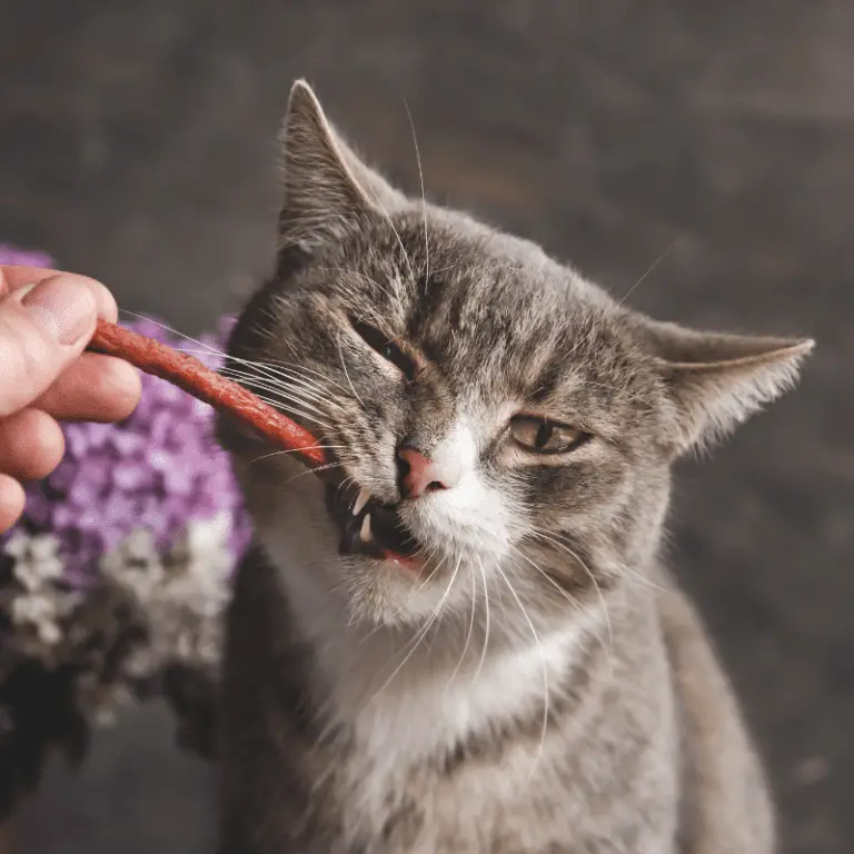 Can Cats Eat Dog Treats Petrapedia