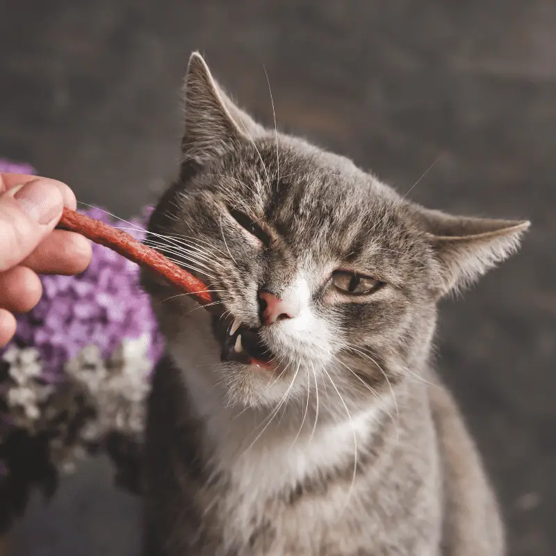 Grey Cat Eating a Treat