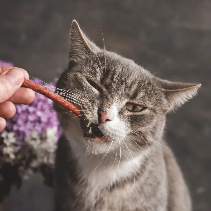 Can Cats Eat Dog Treats Petrapedia
