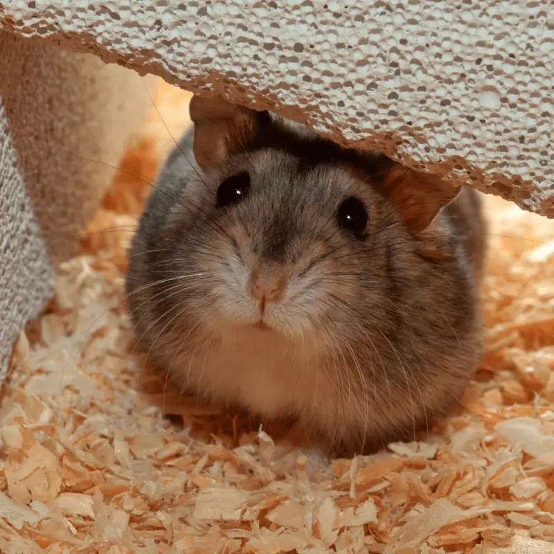 A grey dwarf hamster sitting in cage looking at camera