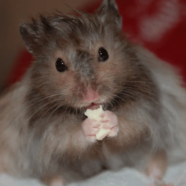 Can Hamsters Eat Cheese? Petrapedia