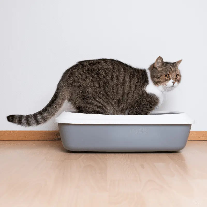 Tabby cat in a grey and white litter box