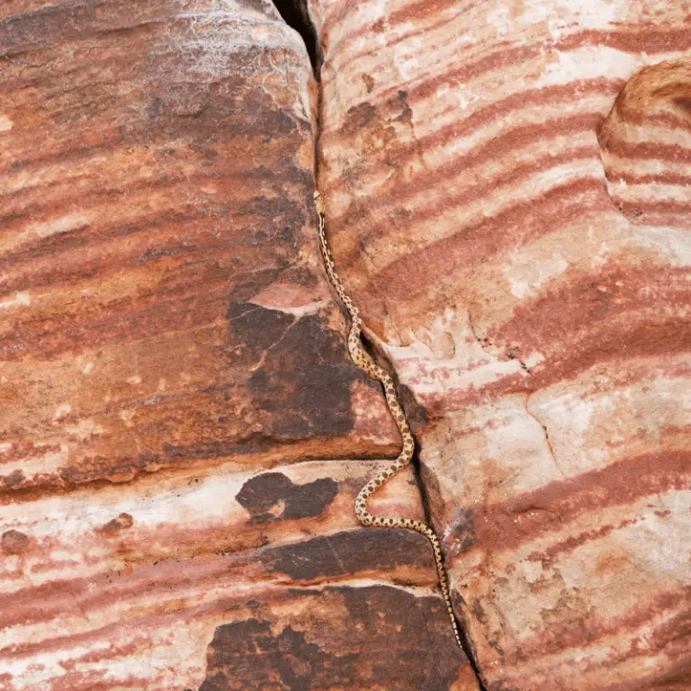 Can Snakes Climb Walls? Petrapedia