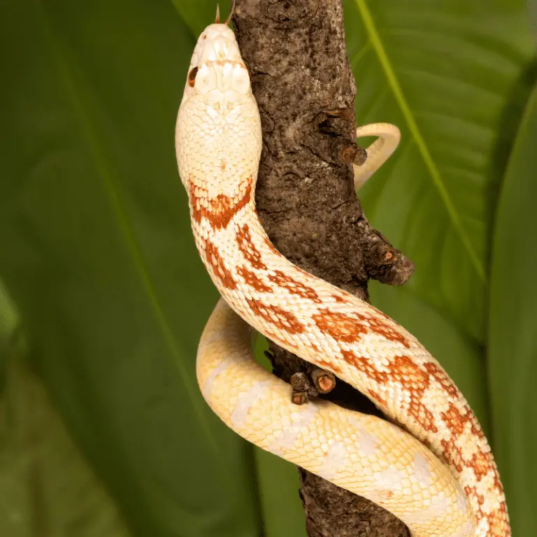 Can Snakes Climb Walls? Petrapedia