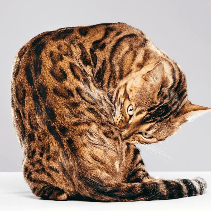 Cat grooming himself cleaning his body on grey wall background. Bengal cat