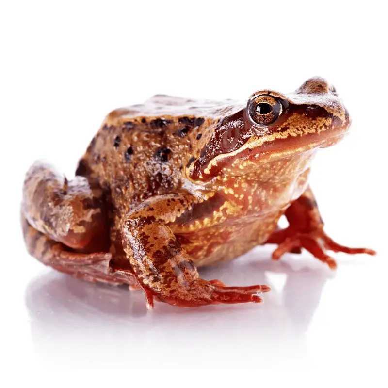 A common brown frog