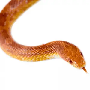 Do Snakes Have A Heart? (Cardiovascular System) - Petrapedia