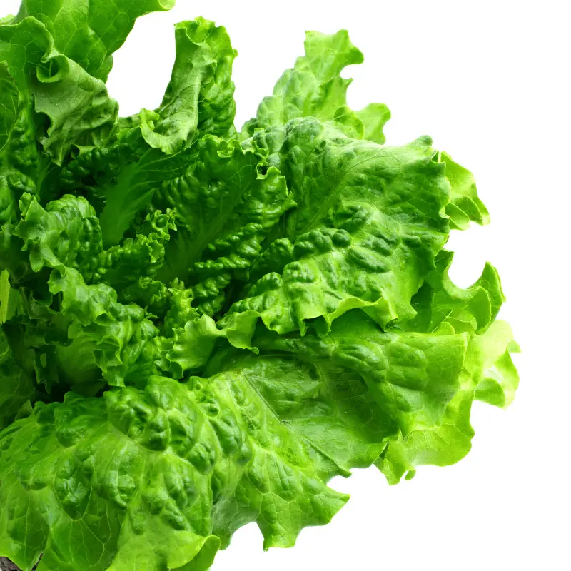 Curly leaf lettuce on white background