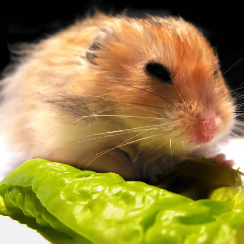 Hamster eating a lettuce