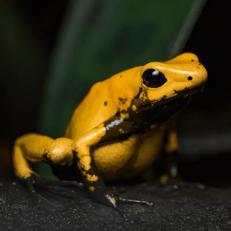 Golden poison frog sitting on a log