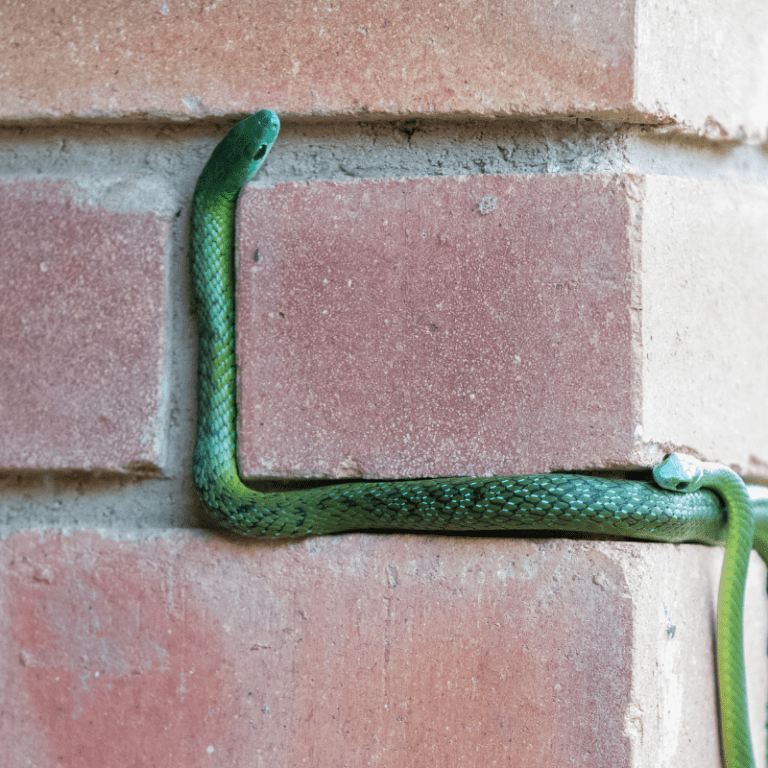 Can Snakes Climb Walls? Petrapedia