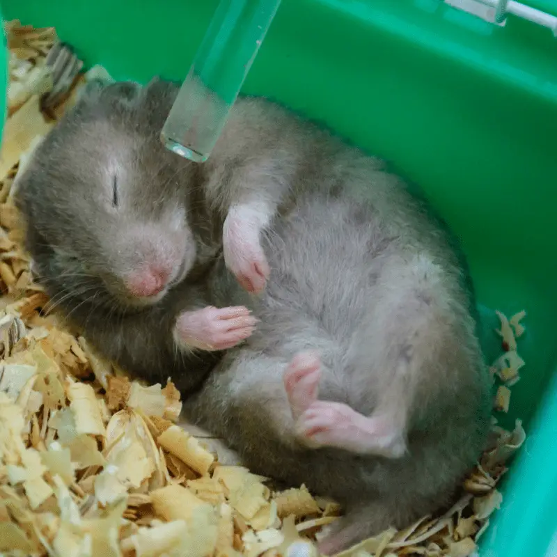 Grey hamster asleep in cage