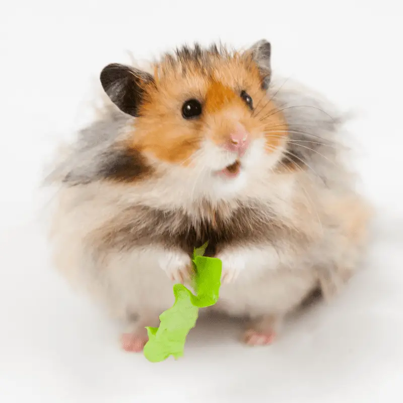 Hamster eating some curly leaf lettuce