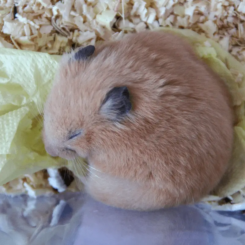 Hamster in bed curled up