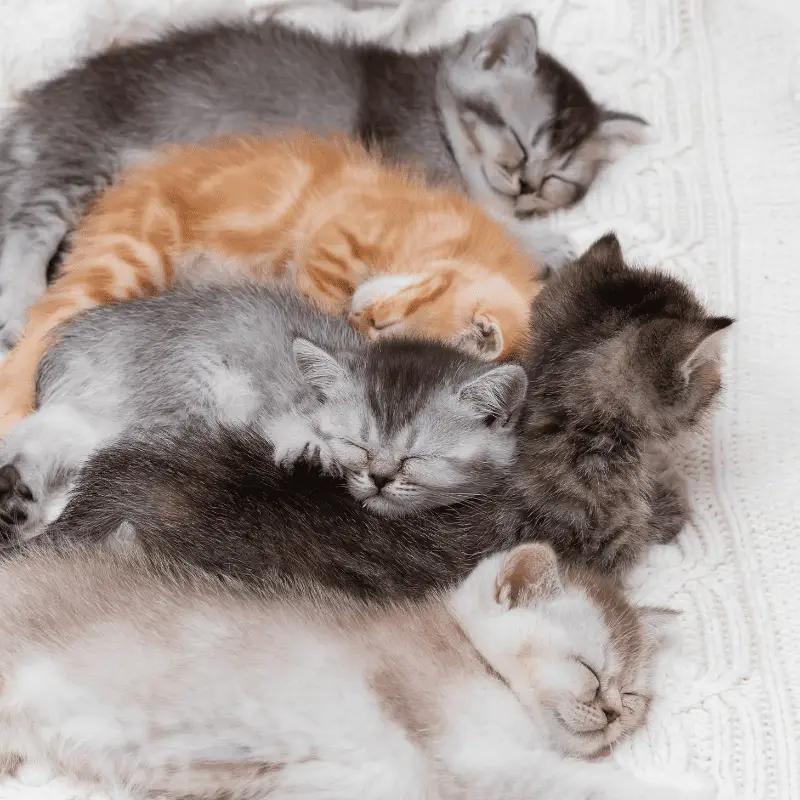 Five kittens sleeping together