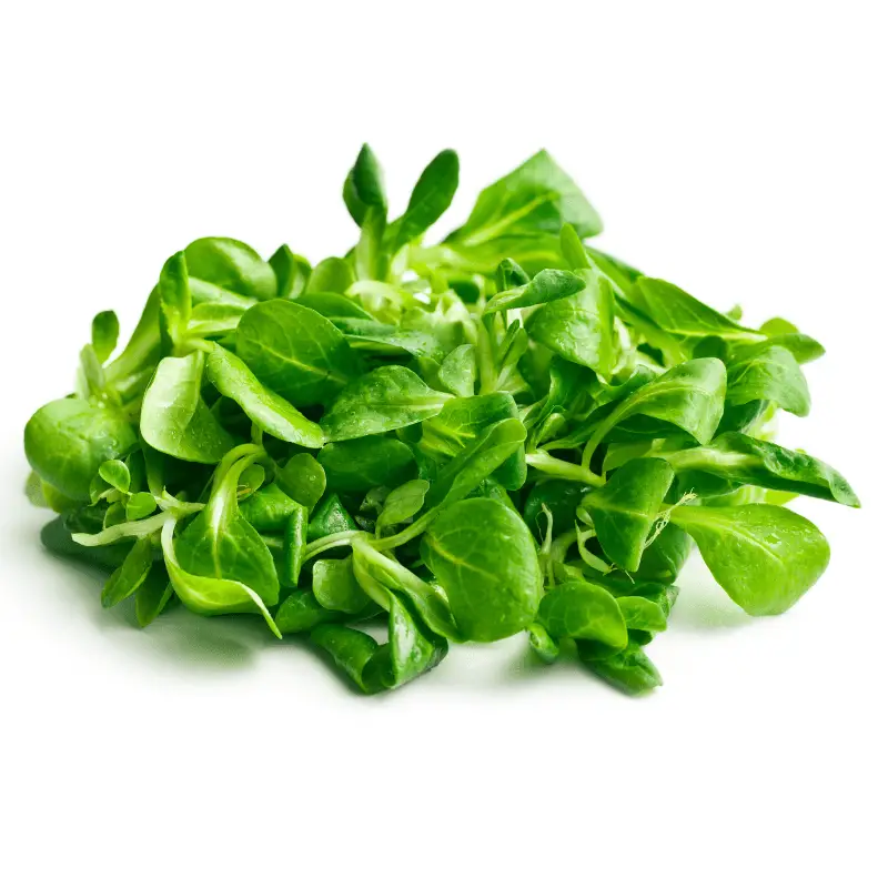 Lambs lettuce on a white back ground