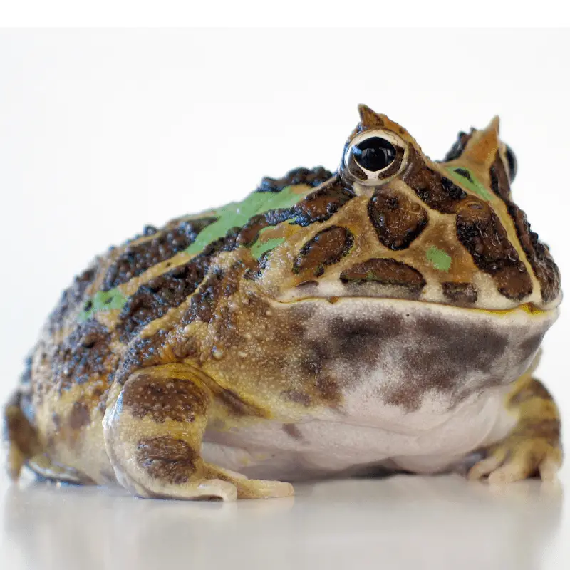 A Pacman Frog on a white background