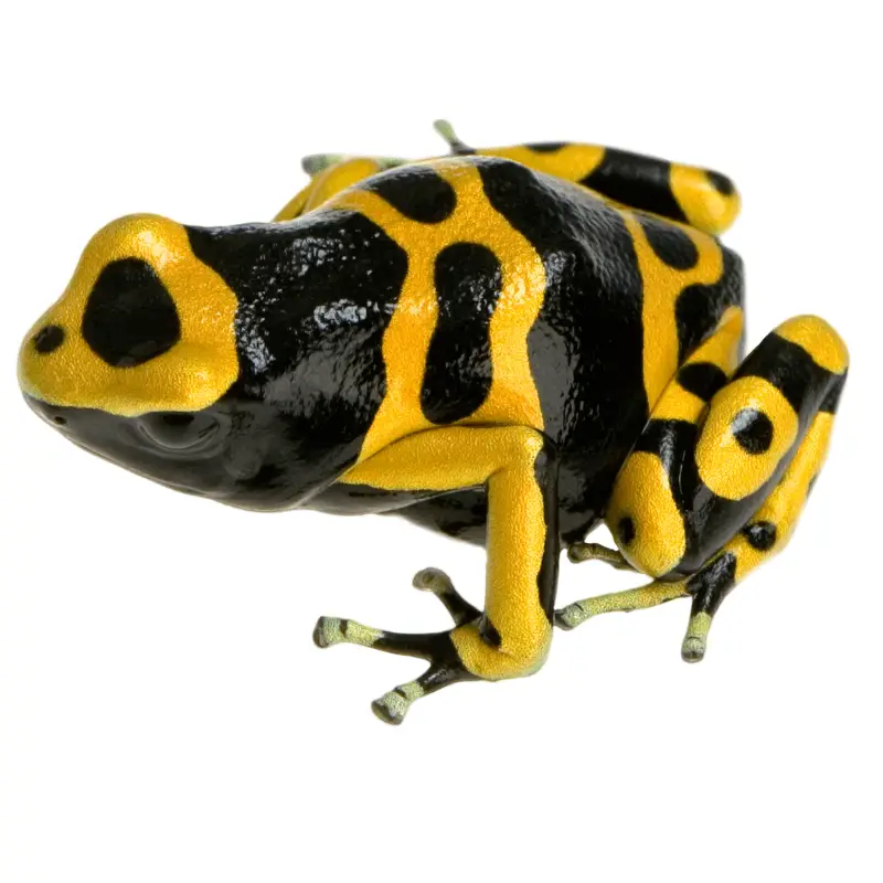 A brightly coloured frog called the yellow-branded poison dart frog against a white background.