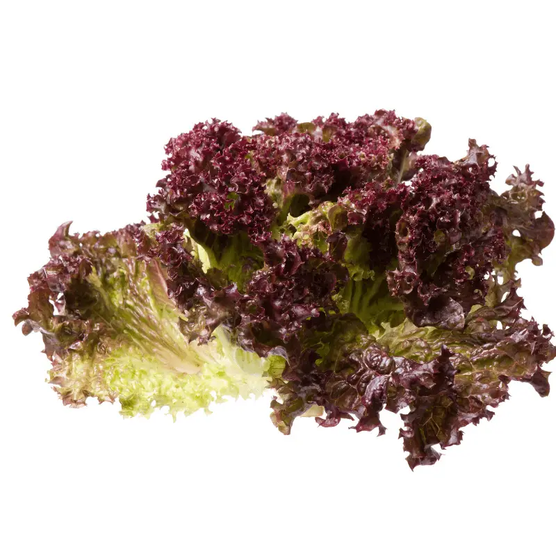 Purple head lettuce on white background