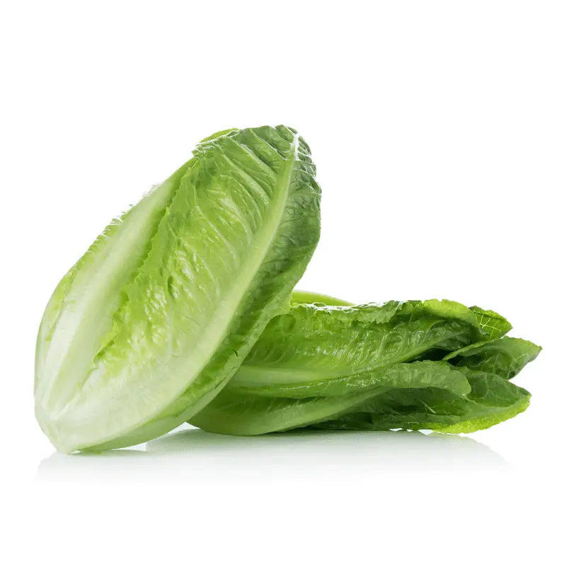 Romaine lettuce on white background