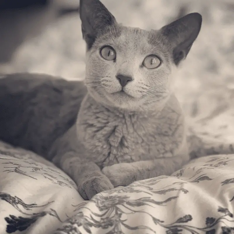 Russian Blue cat laying on a duvet