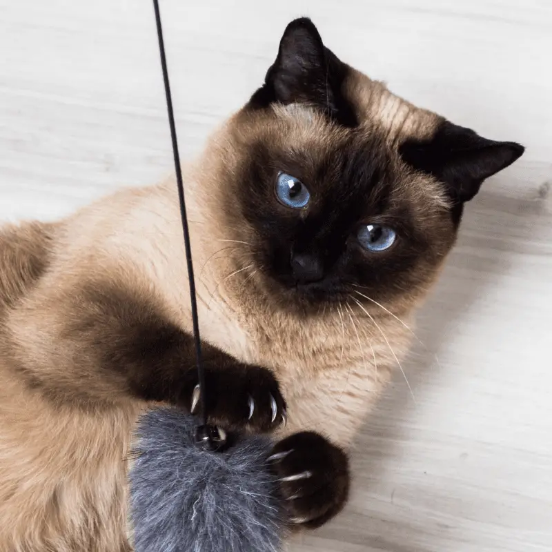 Siamese cat playing with a toy on string