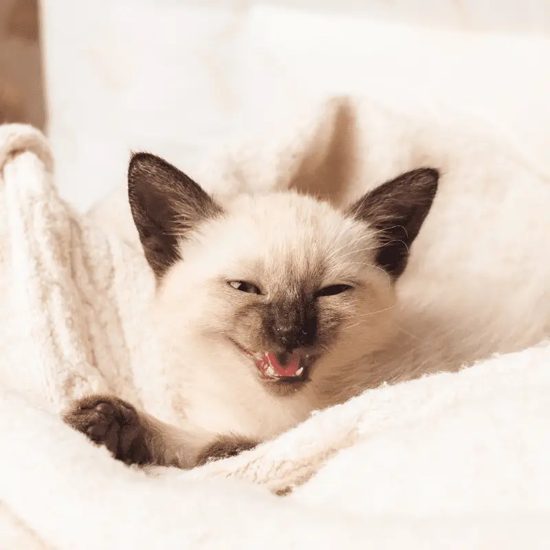 Siamese kitten in bed meowing