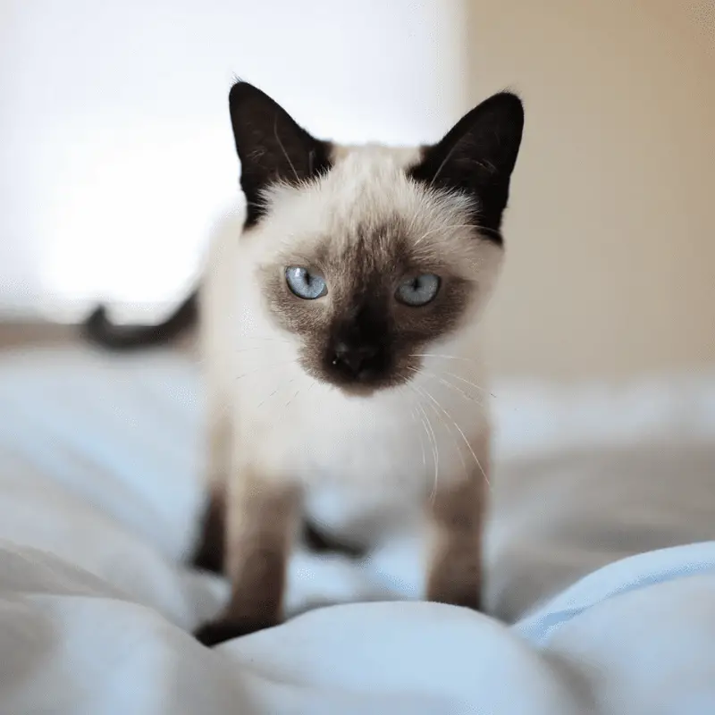 How Long Do Siamese Cats Live? Health Problems) Petrapedia