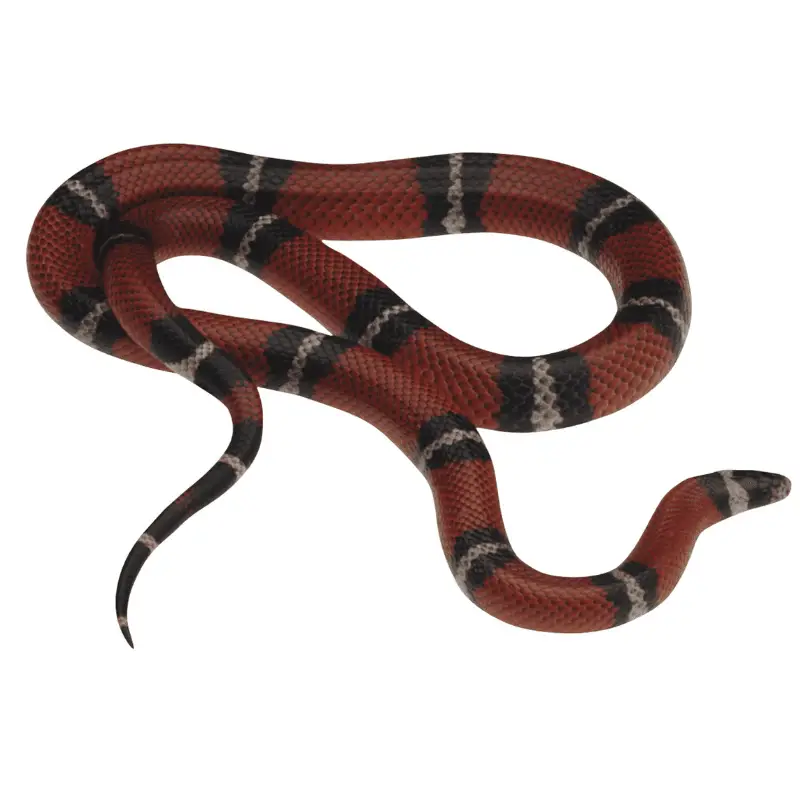 full body or a Sinaloan milk snake on a white background