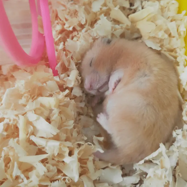 do hamster go into hibernation