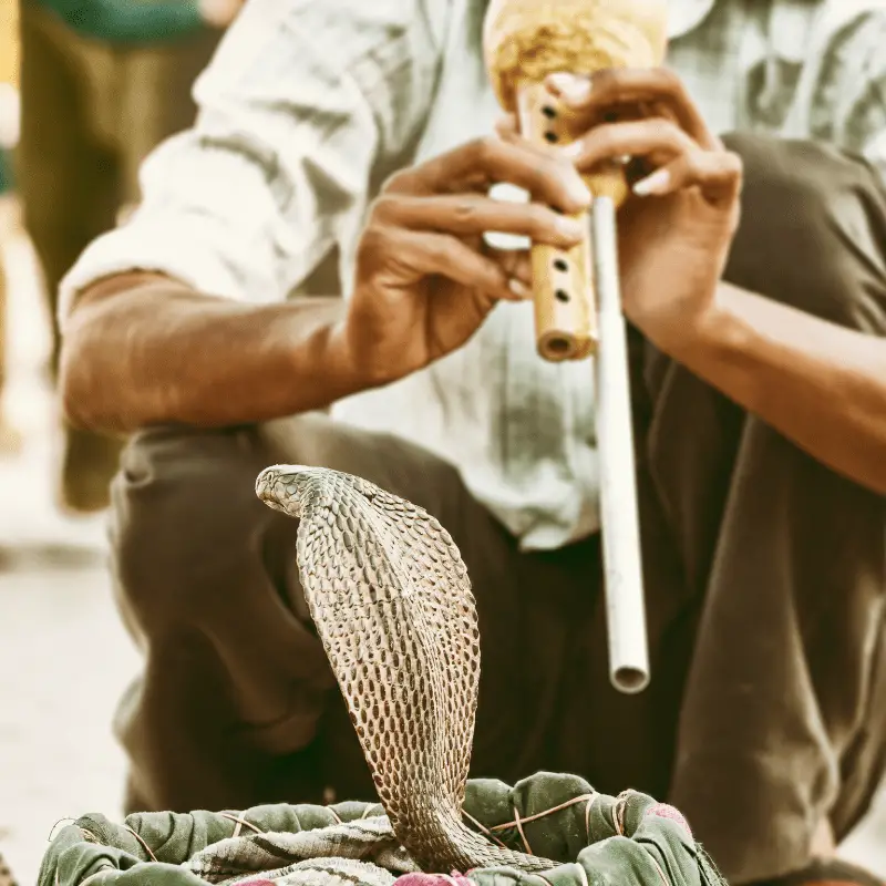 A man is snake charming with a flute on a Cobra