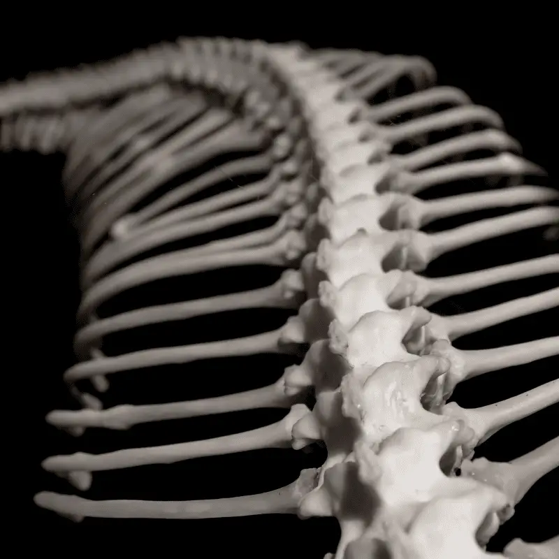 A Snake skeleton, showing many bones