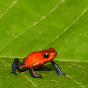 How Can I Tell If A Frog Is Poisonous? (Tell-tale Sign) - Petrapedia