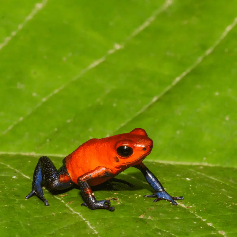 A close up of a Strawberry Poison Dart Frog in Costa Rica sitting on a leaf.