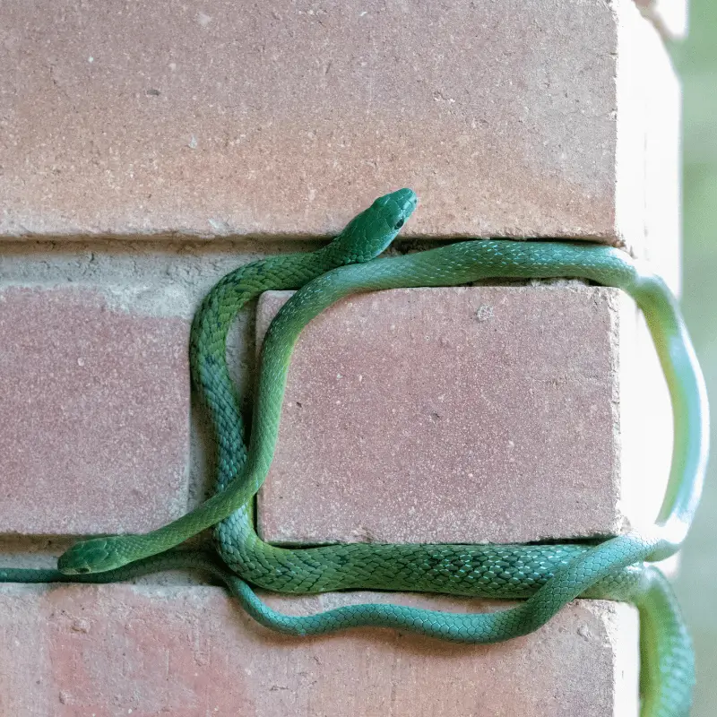 Two Western Natal Green Snakes climbing a brick wall