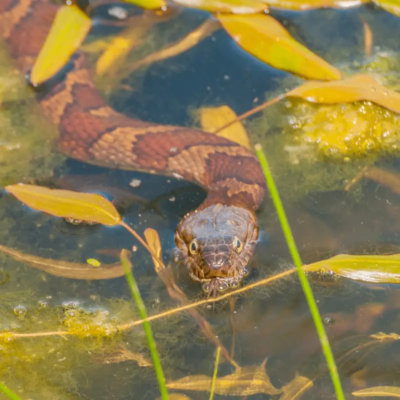 A Water Snake swimming in a pond with leaves around it