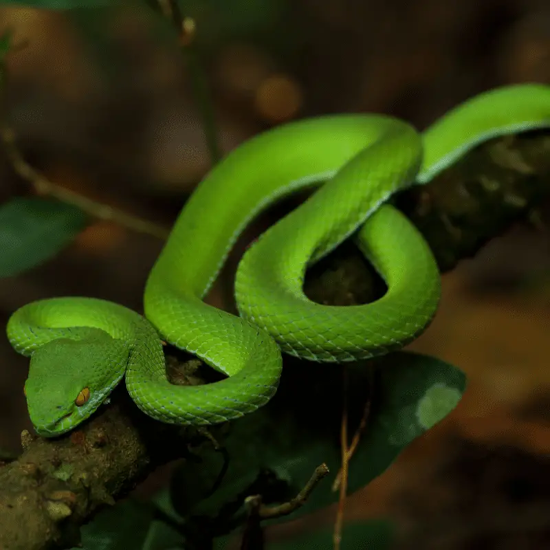 Green snake sleeping on a log