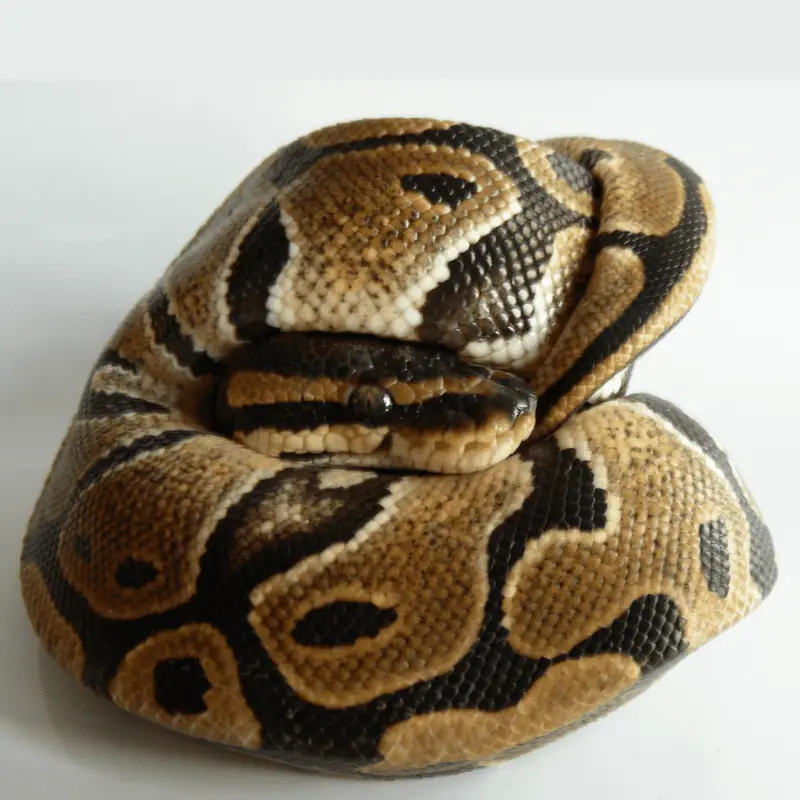 A dark brown patterned snake balling up into a ball on a white background