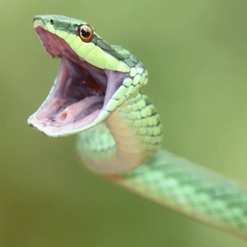 Green snake mouth wide open