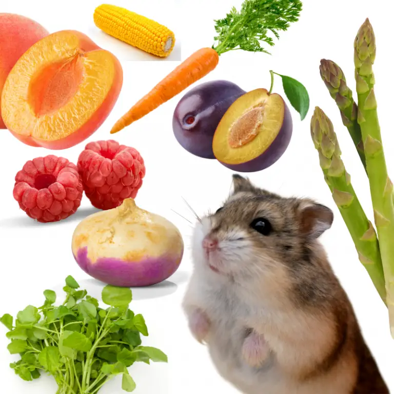 What Treats Can I Give My Hamster? (33 Safe & 13 Unsafe Food Items) Petrapedia