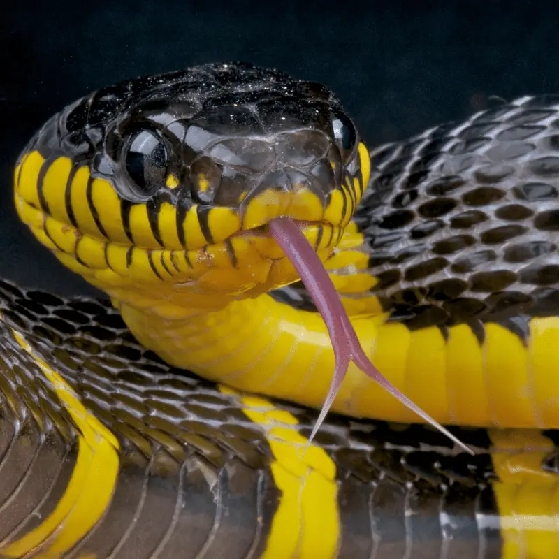 A close up snake's forked tongue