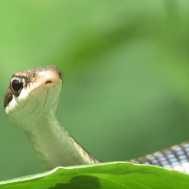 Do Snakes Have Teeth? - Petrapedia