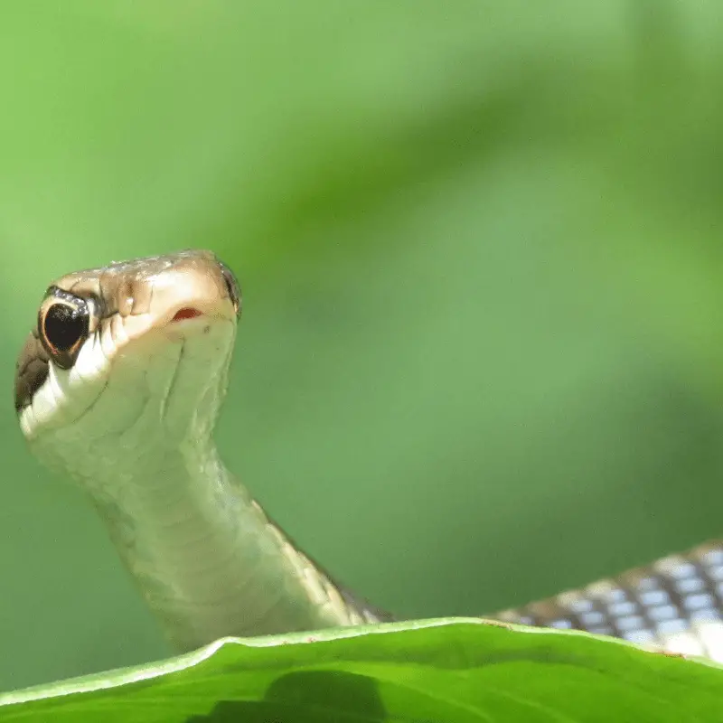 Baby snake on leaf