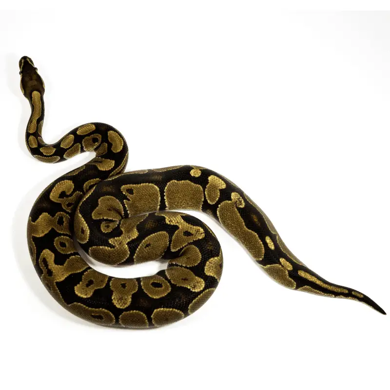 Python Snake 