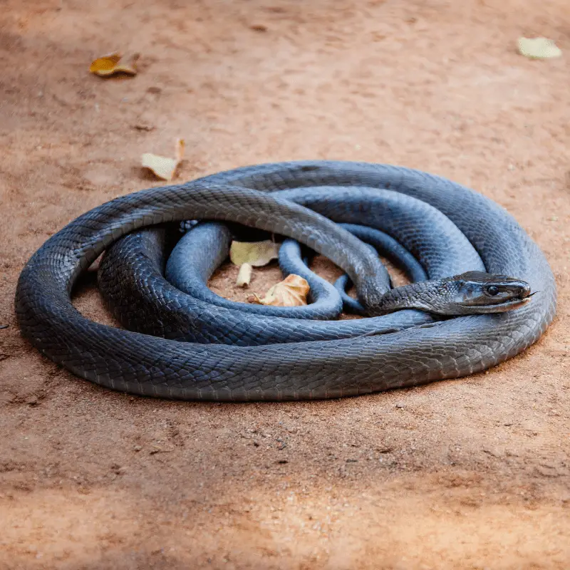 a coiled up black mamba