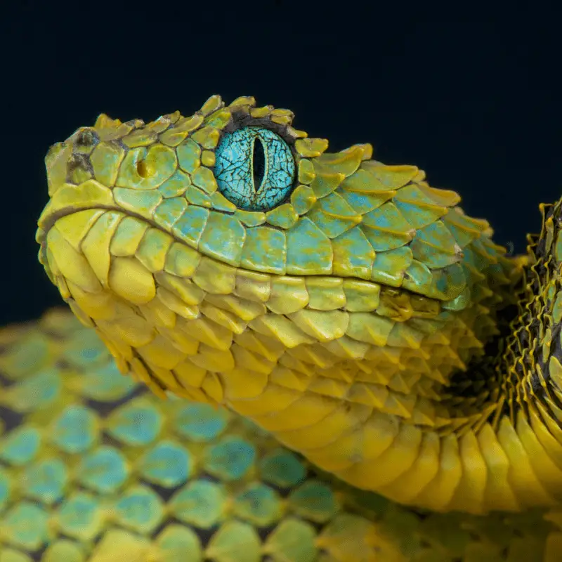 Close up of a snakes eyes