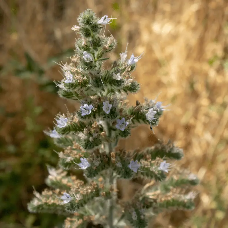 close up of the catnip plant, with buds on, blurred background.