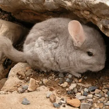 do chinchillas like the cold